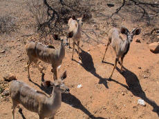 Kudu's at Civet's Crest